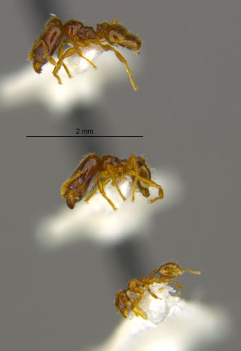 Media type: image;   Entomology 34356 Aspect: habitus lateral view
